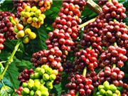 Nghiên cứu sản xuất trà cascara đóng chai từ phụ phẩm cà phê